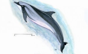 dessin de Grand  dauphin